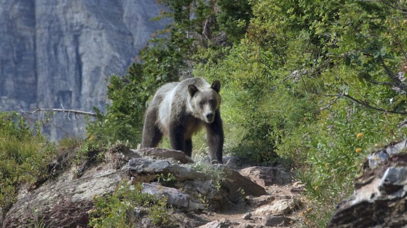Viral Video Shows Man’s First Grizzly Bear Encounter in Banff