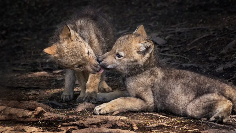Volume up: Wolf Pup’s First Howl Caught on Trail Cam