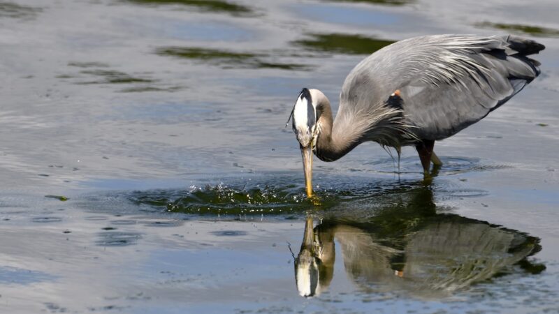 Wait for It: Great Blue Heron Snatches VERY Unexpected Prey