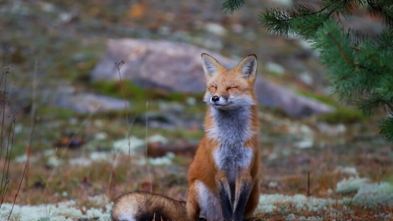 WATCH: Angry Bird Repeatedly Attacks Unbothered Fox