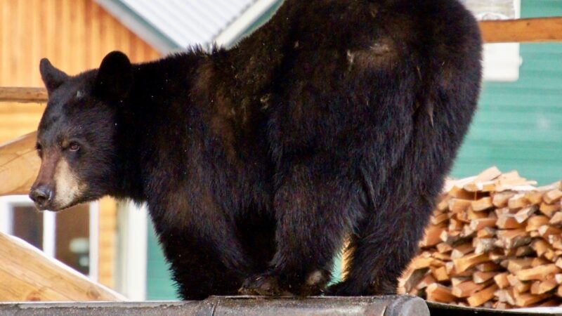 WATCH: Black Bear Wants Family’s Groceries in Connecticut