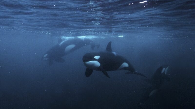 WATCH: Emotional Moment Killer Whales Swim Toward Free Diver