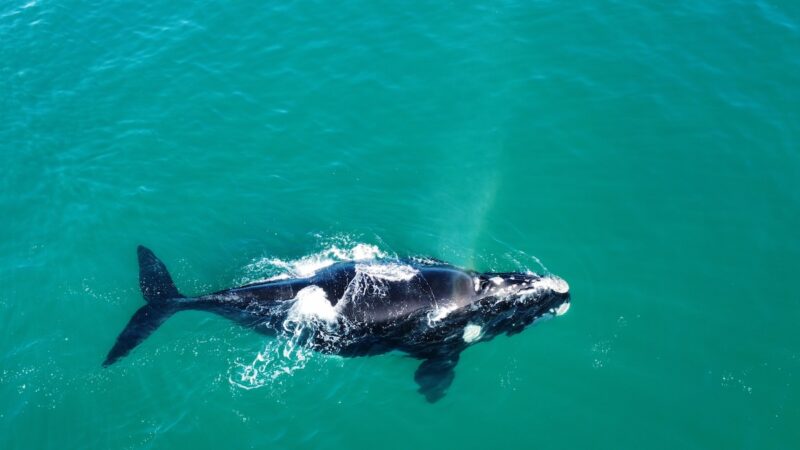 WATCH: Gorgeous Footage of Surfer With Southern Right Whale