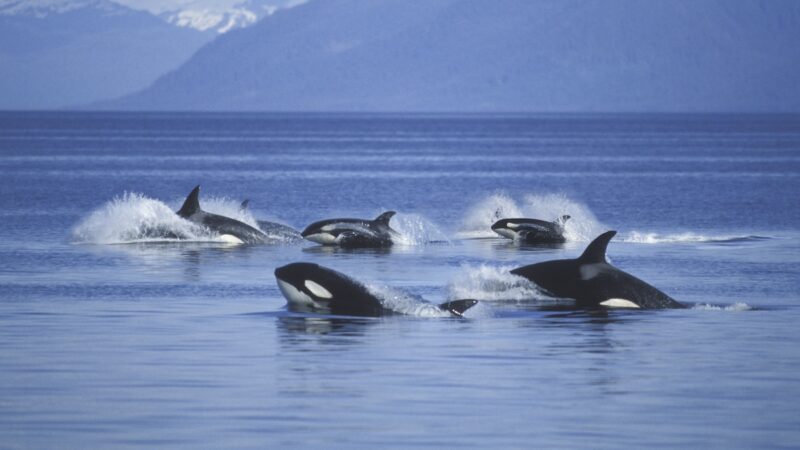 WATCH: Humpback Whales Chase Orcas in ‘Amazing Display’