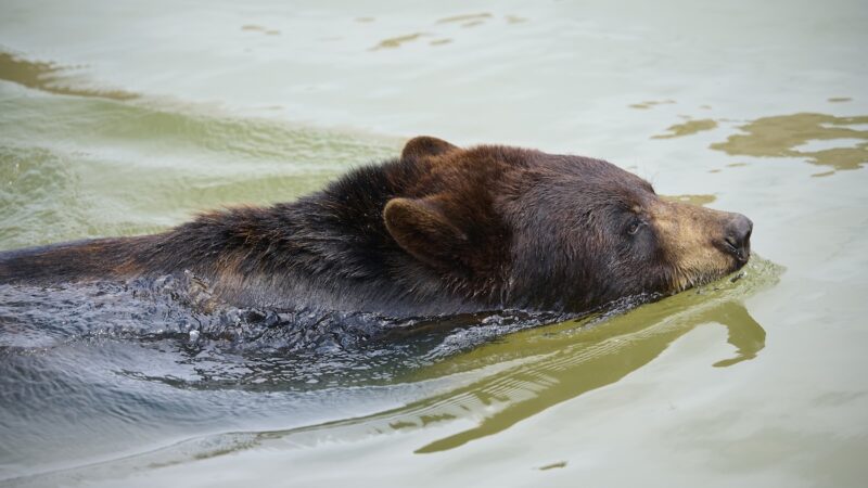 WATCH: Mama Bear and Cub Go Swimming in Backyard Pool