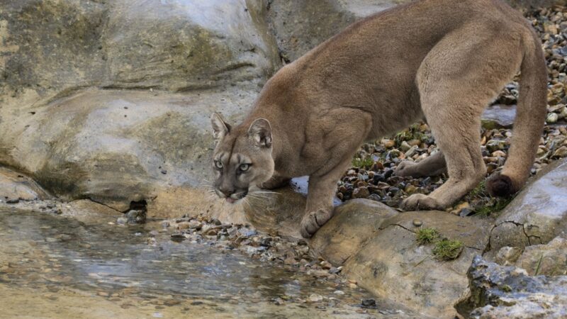 WATCH: Mountain Bikers Spot Cougar Drinking From Puddle