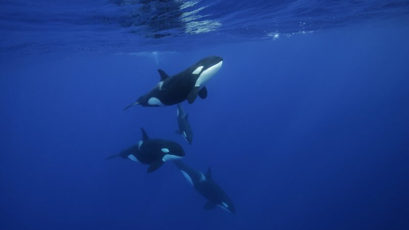 WATCH: Orcas Circle Group of Foilers, Then One Person Falls in
