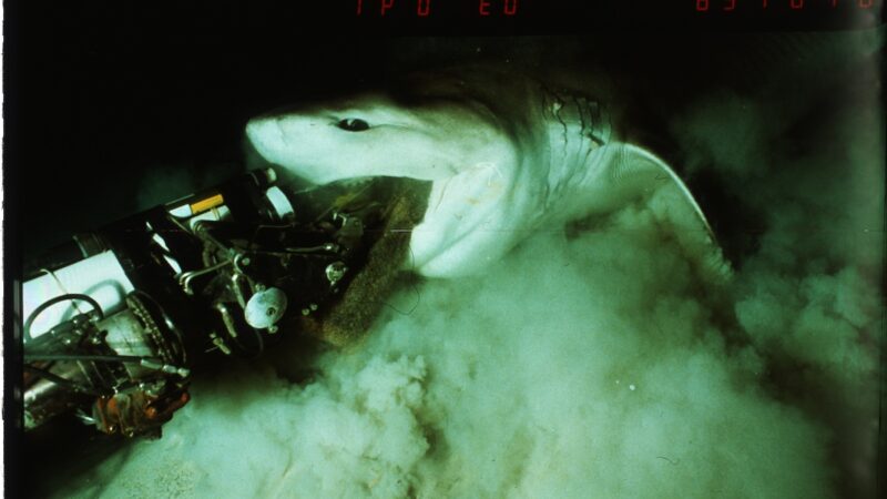 WATCH: Rare Footage of ‘Cryptic’ Deep-Sea Sixgill Shark