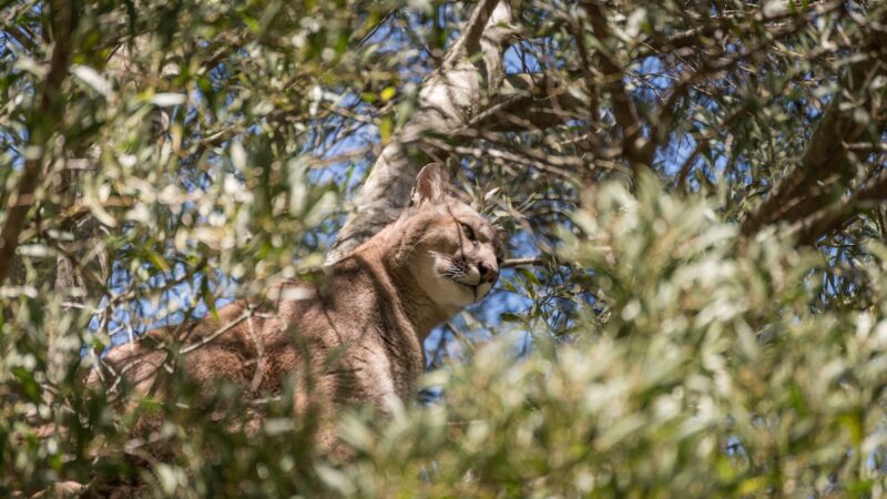 WATCH: Young Mountain Lion Spotted in Backyard Tree