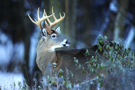 What will become of measures that affect Minnesota’s outdoors during special session? – Outdoor News
