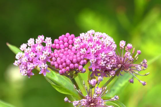WI Daily Update: 2025 Plant Species of the Year announced – Outdoor News