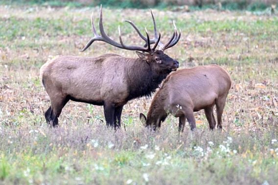 WI Daily Update: Apply for an elk license by May 31 – Outdoor News