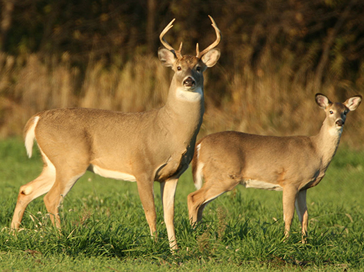 WI Daily Update: Details from the DNR’s 2024 CWD sampling efforts – Outdoor News