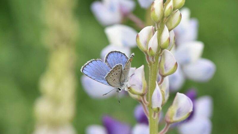 WI Daily Update: Help monitor an endangered butterfly – Outdoor News