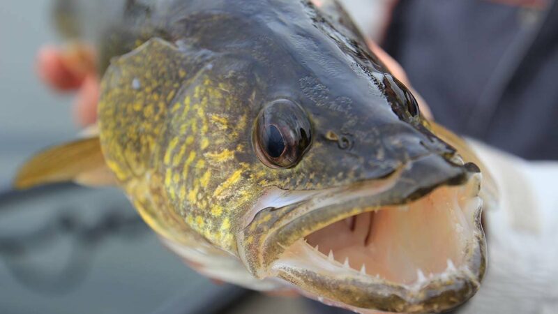 WI Daily Update: Mr. Walleye’s presentation for big pre-spawn river walleyes – Outdoor News