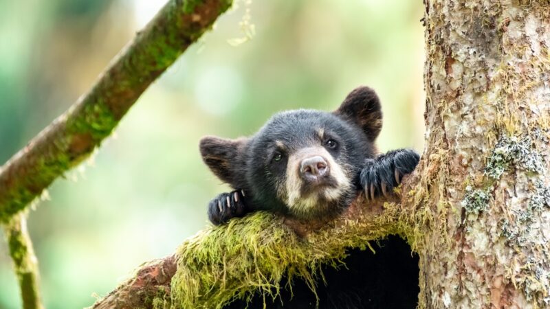 Wild Rescue: Bear Cub Tangled in Soccer Net, Mom Stood Watch