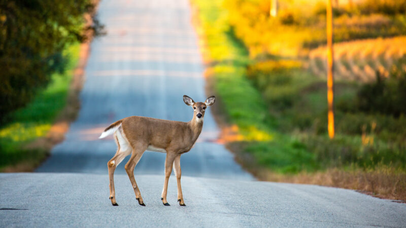 Wildlife on Wheels: Using Tech to Safely Spot and Track Animals While RVing | I Heart RVing