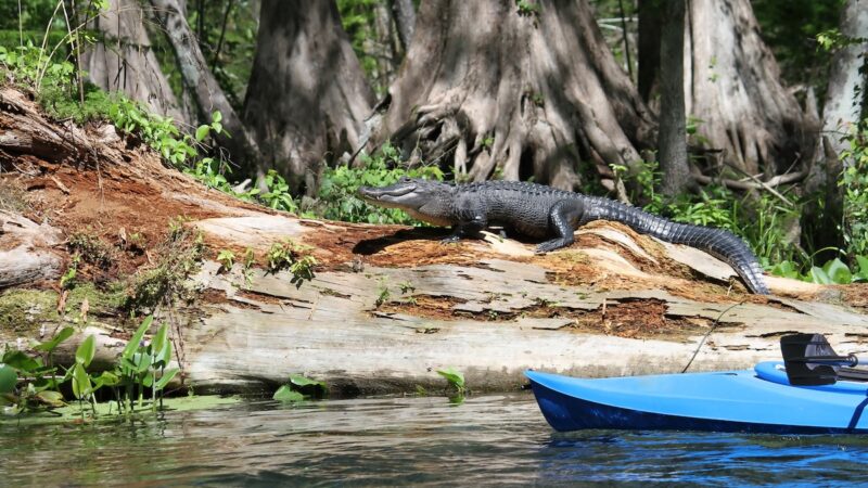 Woman Dies in Rare Alligator Attack While Canoeing in Florida