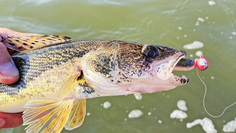 Would saugers compete with walleyes in Lake Erie? Reintroduction talks continue for Ohio waters – Outdoor News