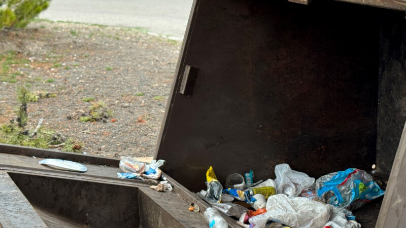Yellowstone Officials Kill Grizzly Bear That Was Flipping Over 800-Pound Dumpsters