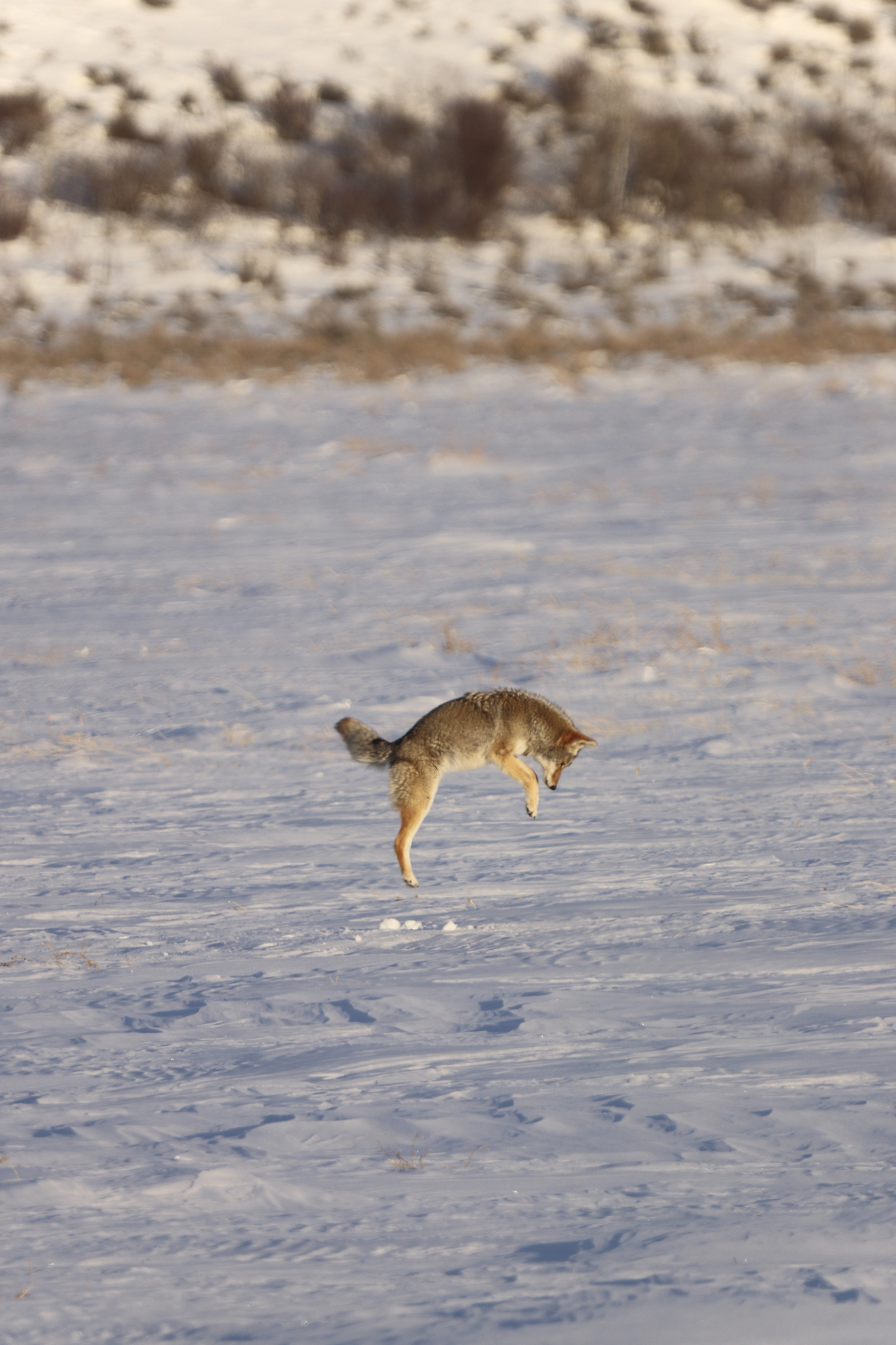 A coyote jumps for a rodent in the snow.