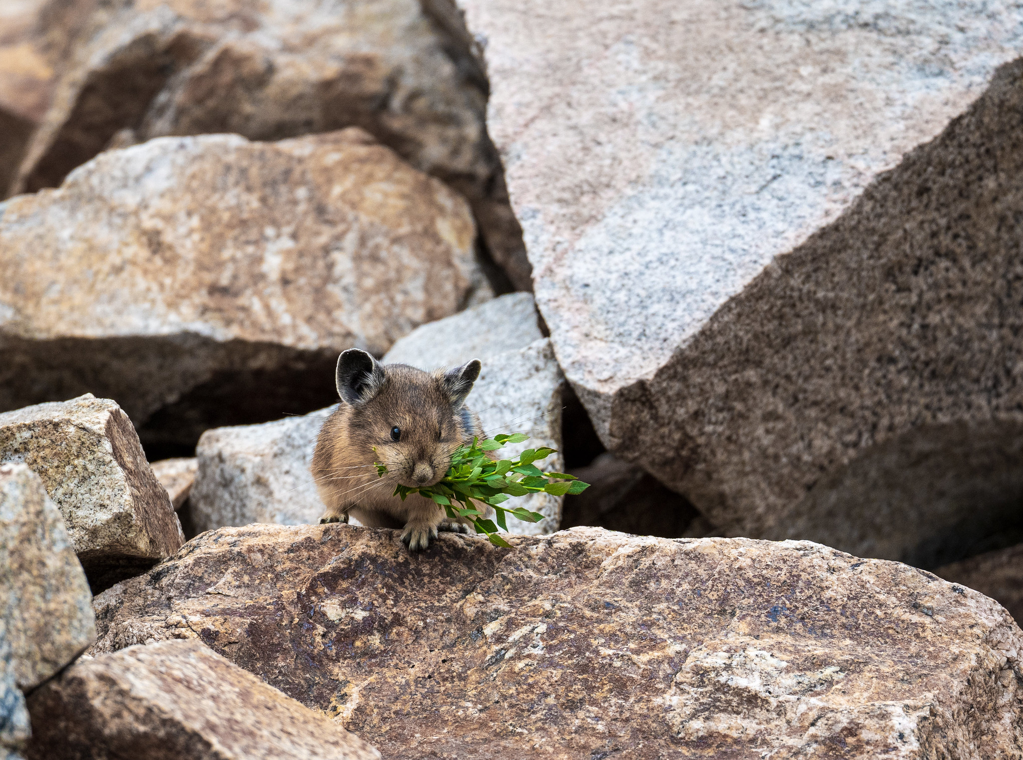 A pika with green vegetation.
