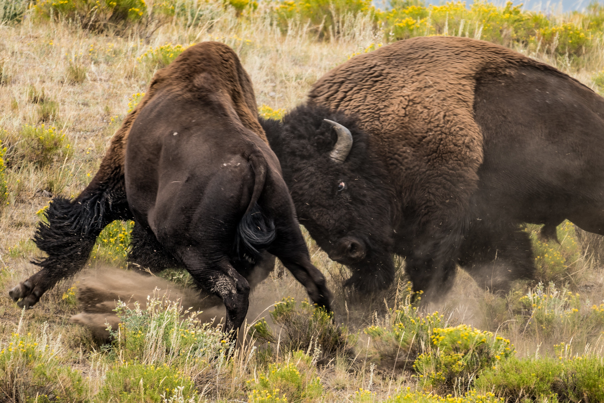 Two bison fight.