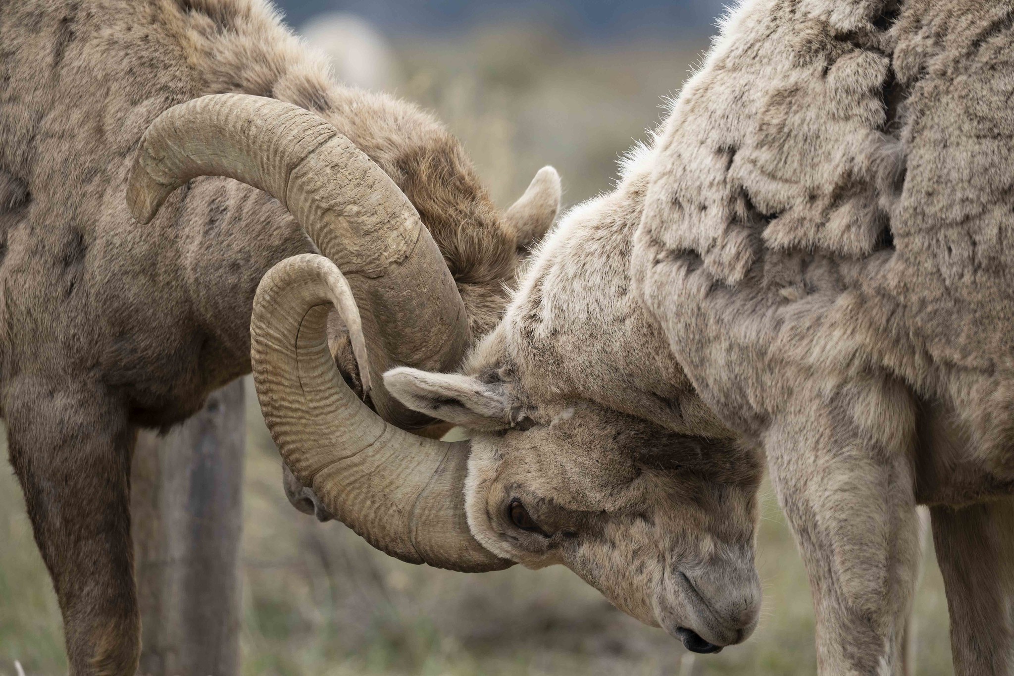 Two bighorn rams lock horns.