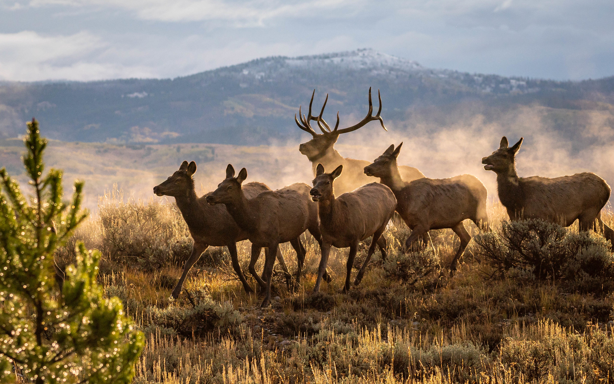 A big bull elk chases his harem of cows