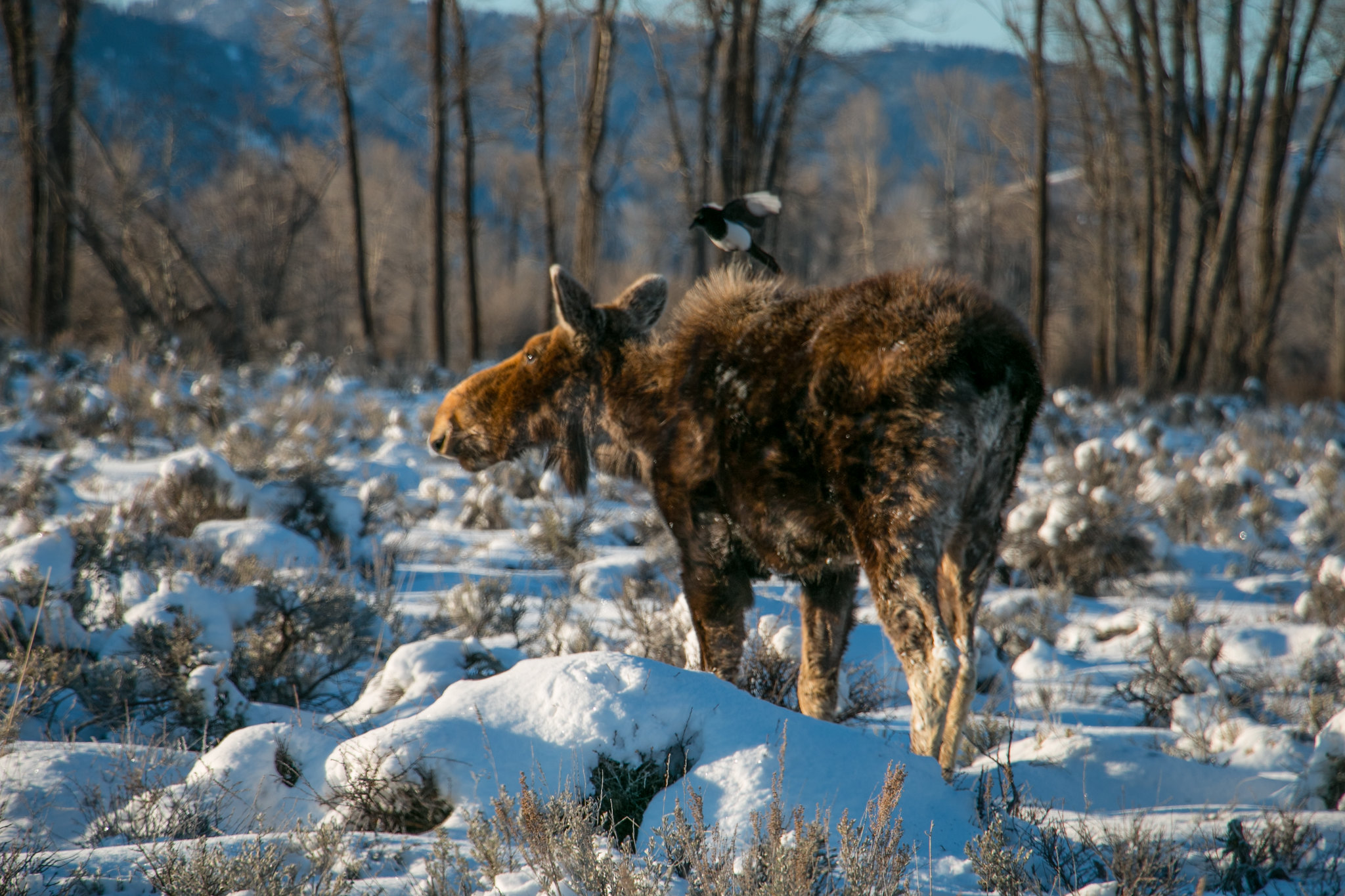 A magpie lands on a moose.