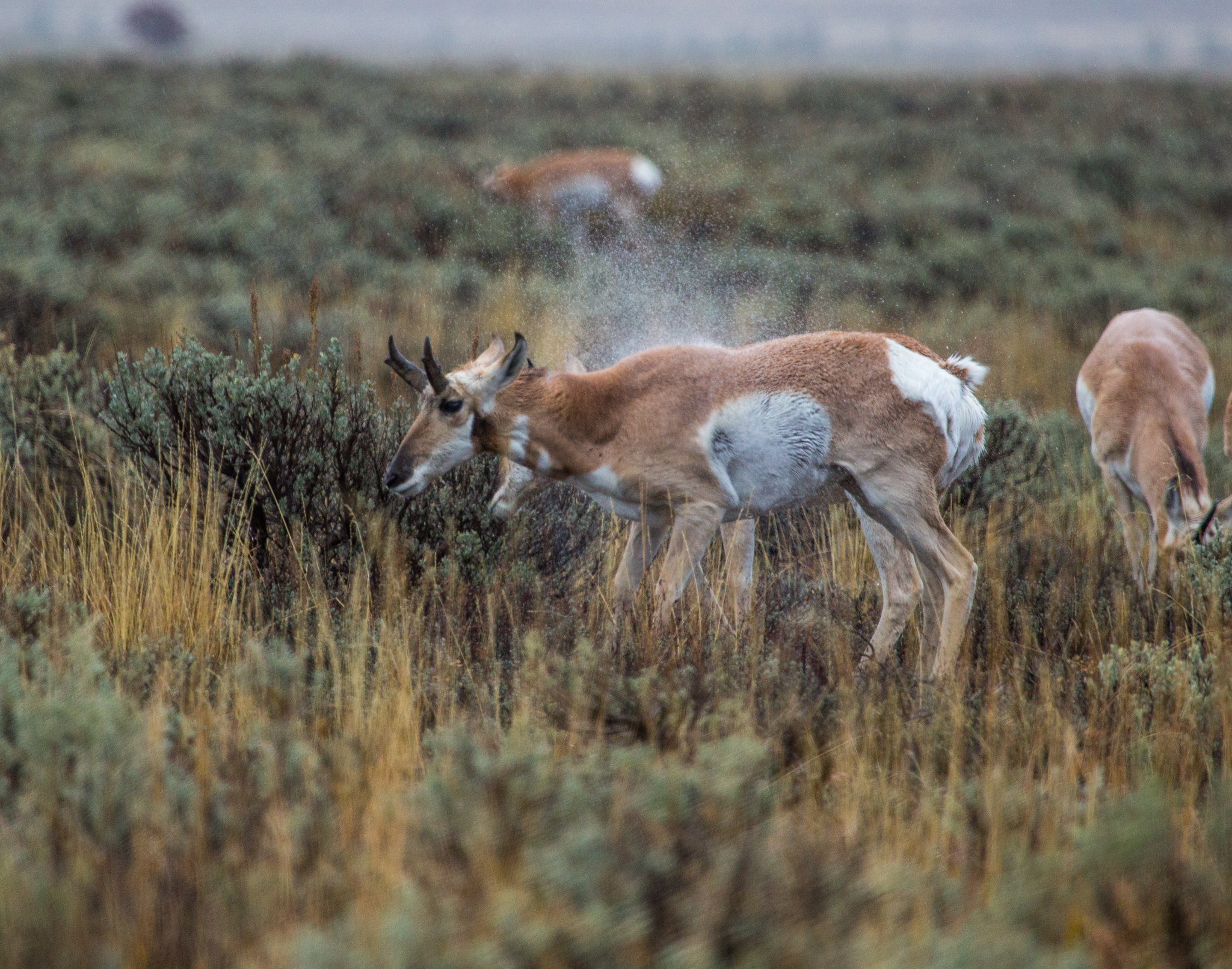 A pronghorn shakes like a wet dog.