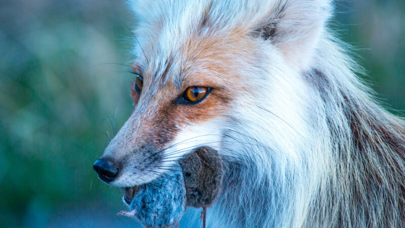 11 Fascinating Wildlife Photos from Grand Teton National Park