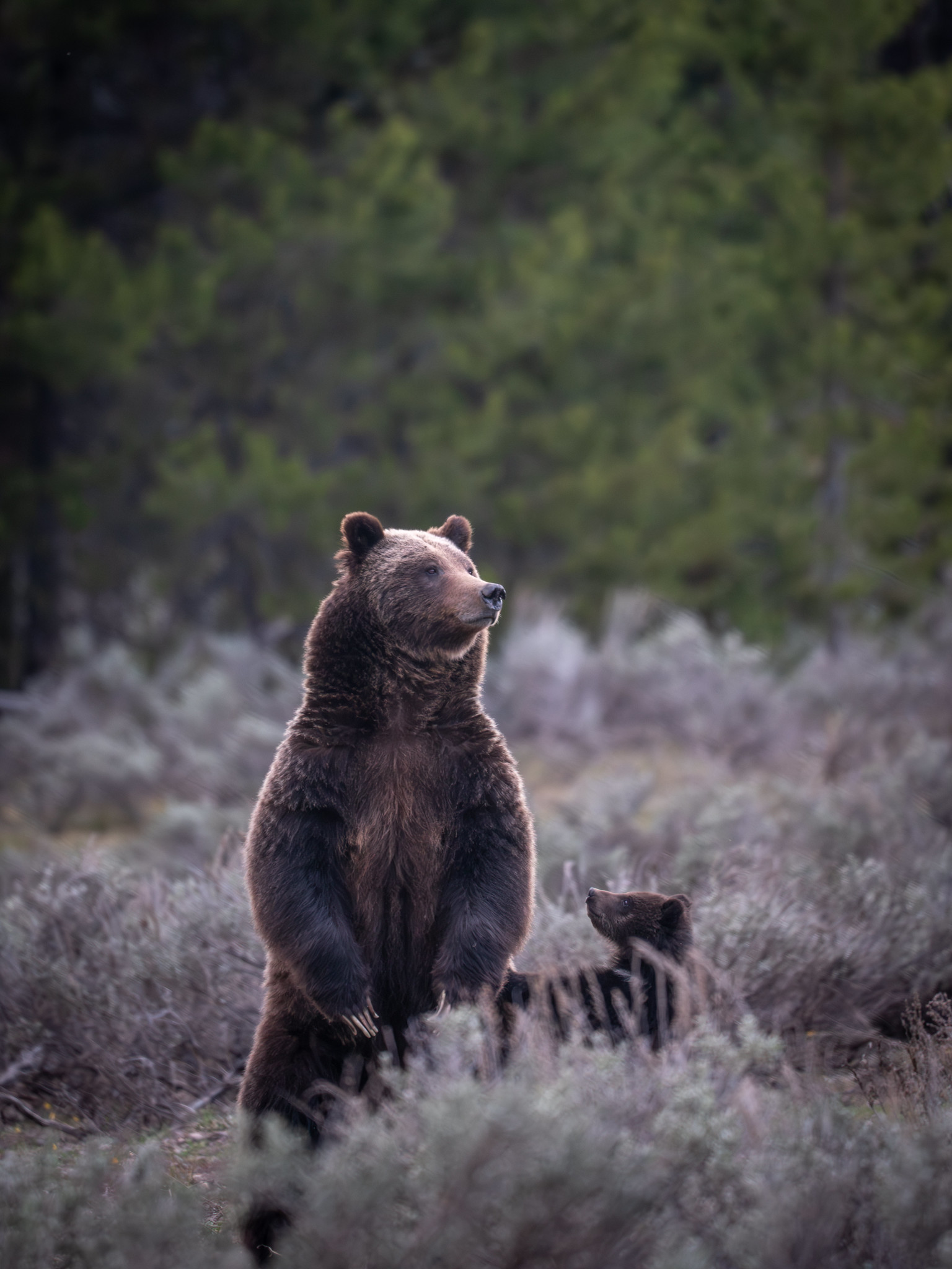 A grizzly sow stands up while her cub looks on.