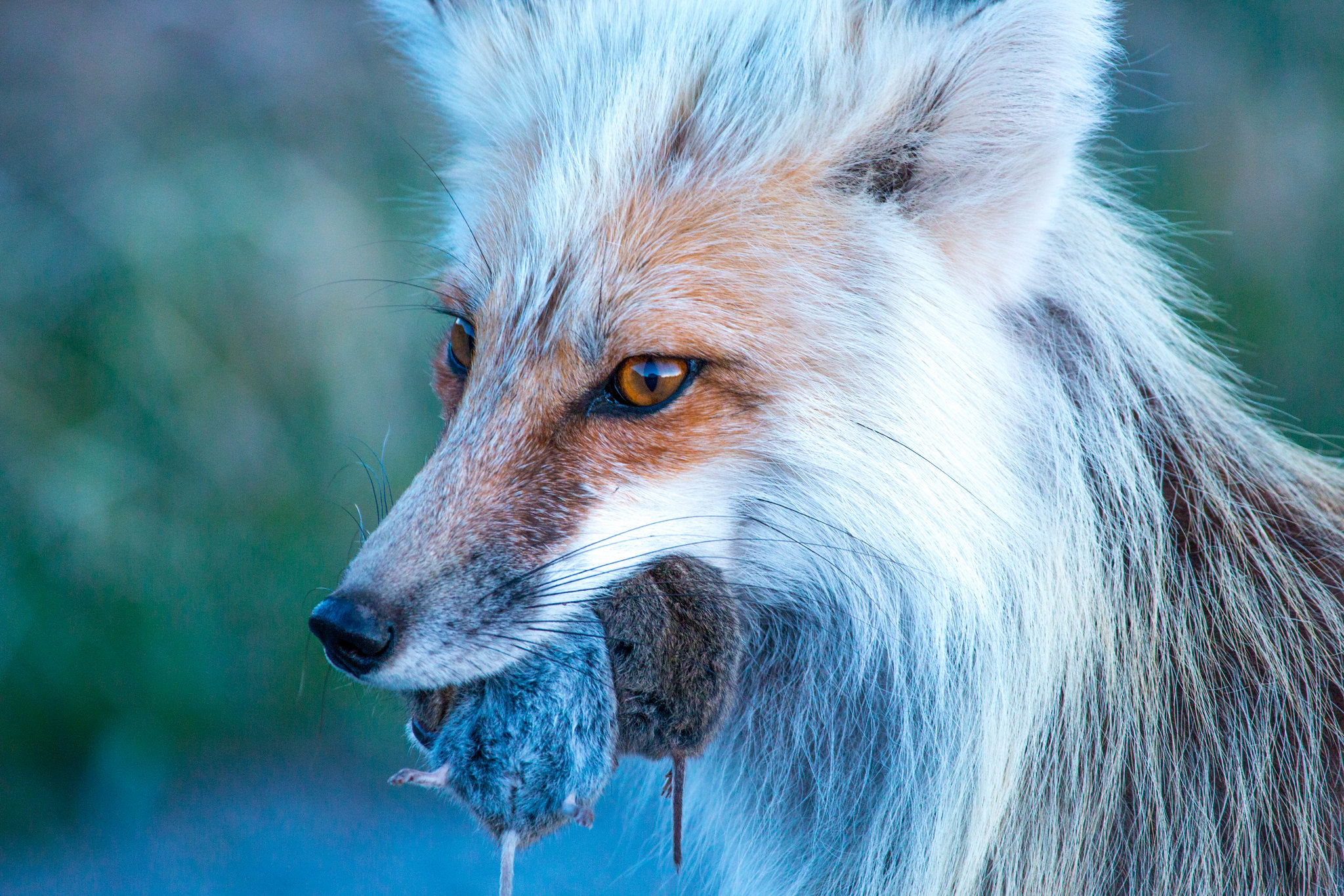 A fox with two rodents in its mouth
