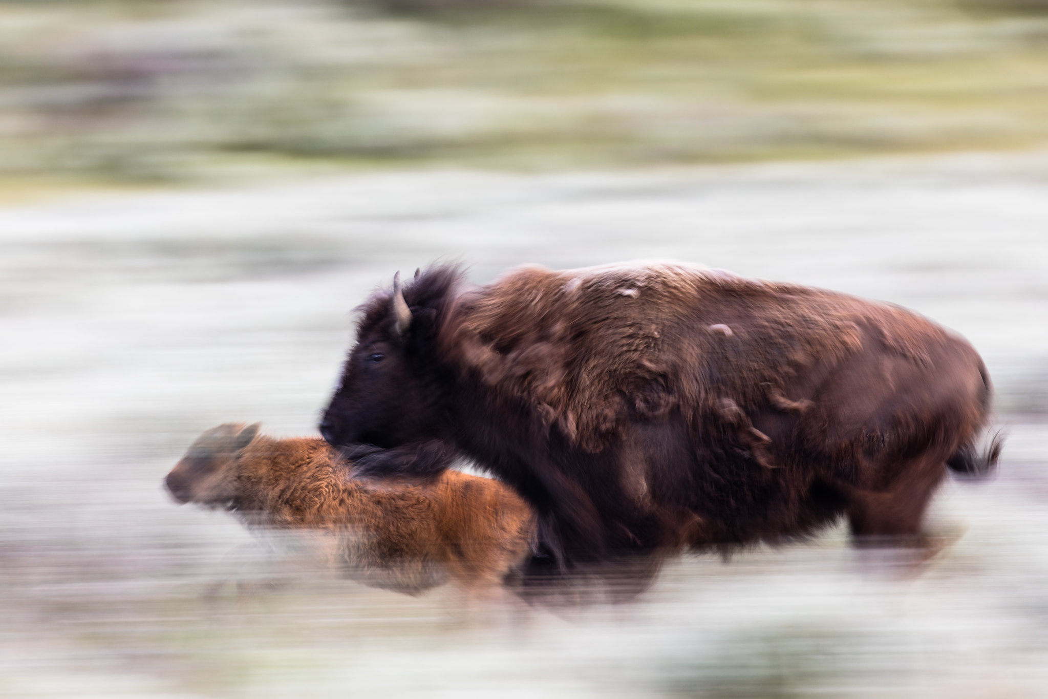 bison running