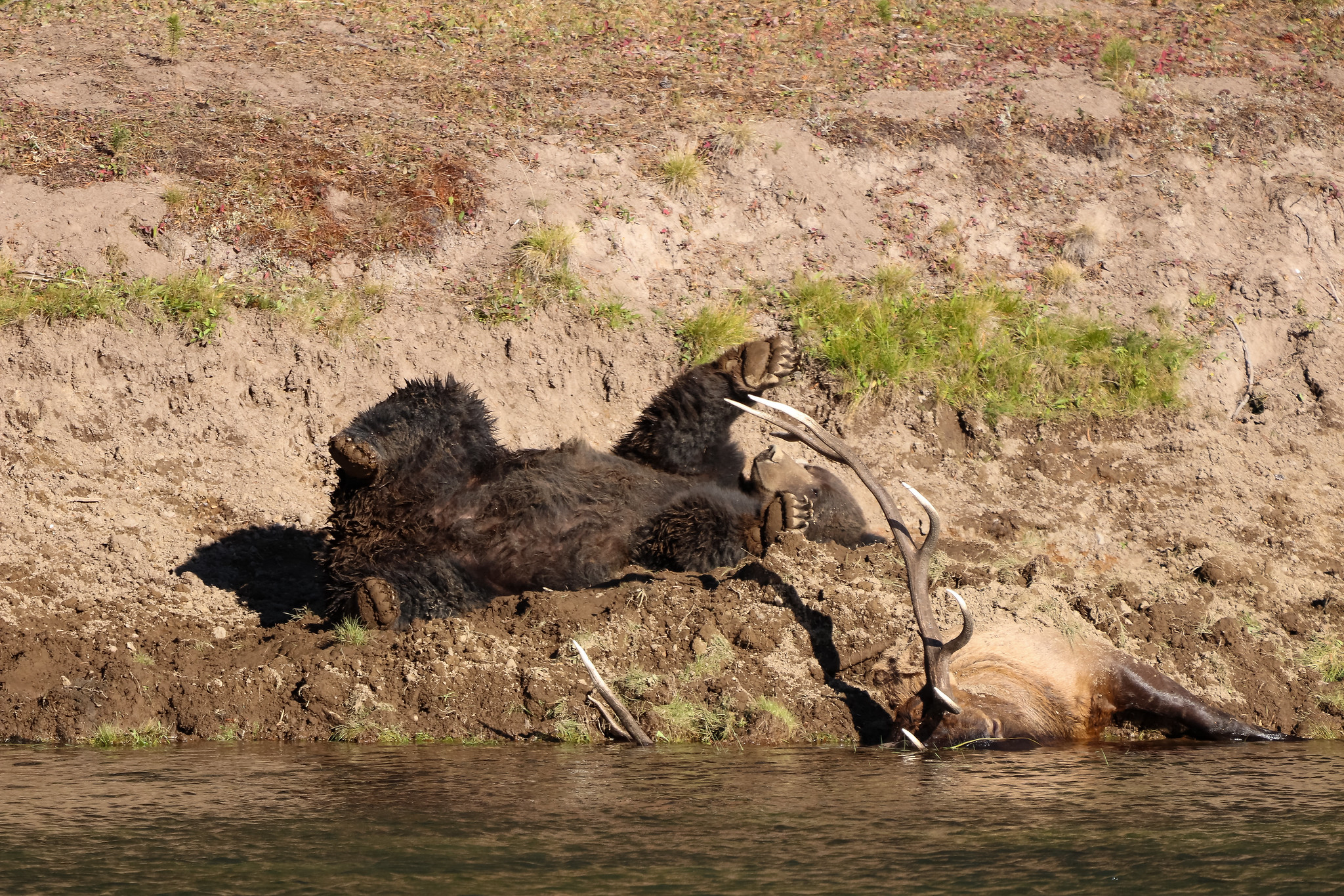 A bear rests beside a bull elk carcass.