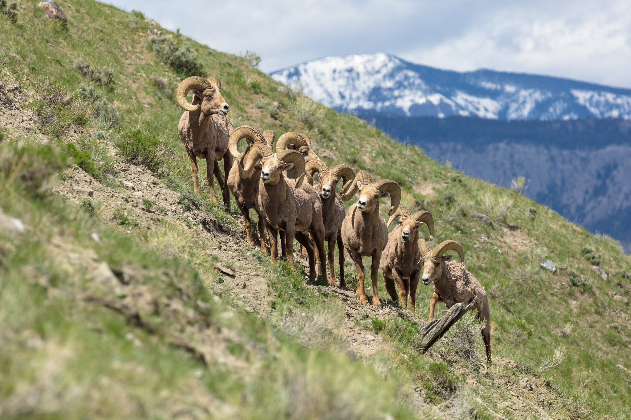 rams on a hillside