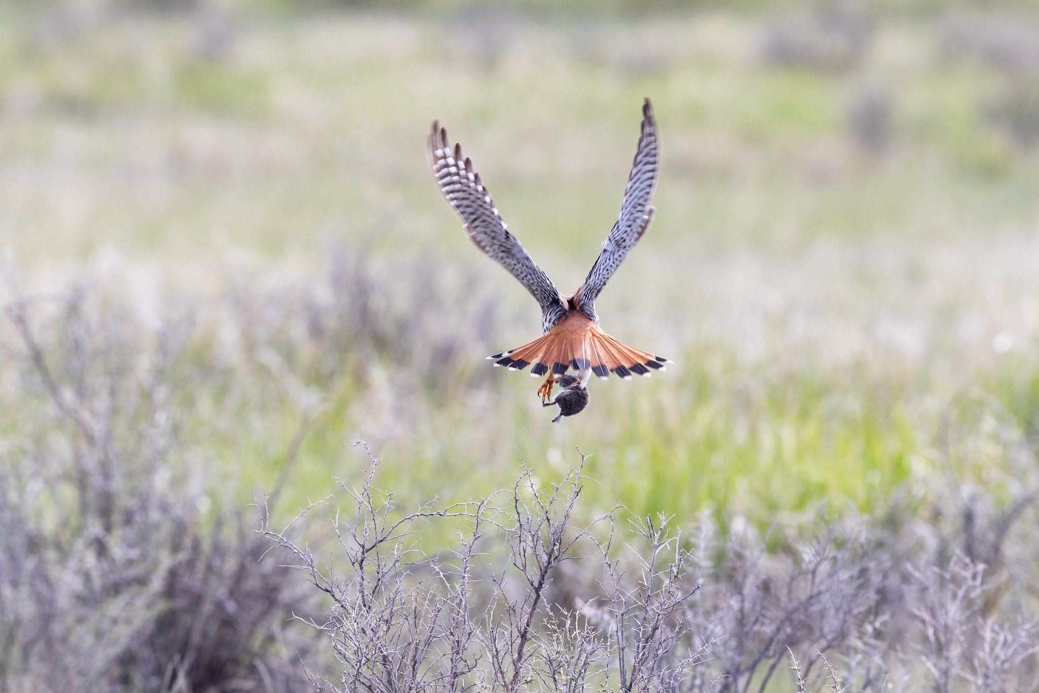 kestrel with a rodent in its claws