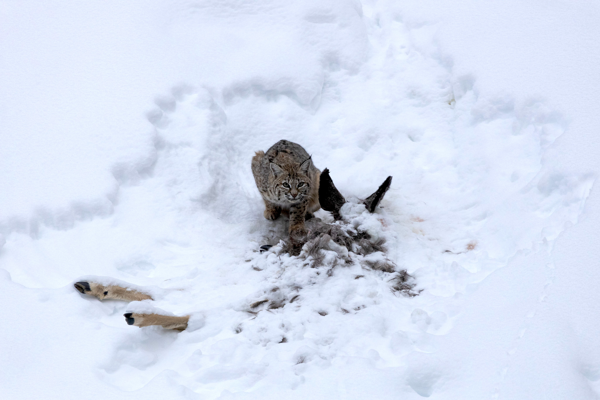 A bobcat hunched over a mule deer carcass in the snow