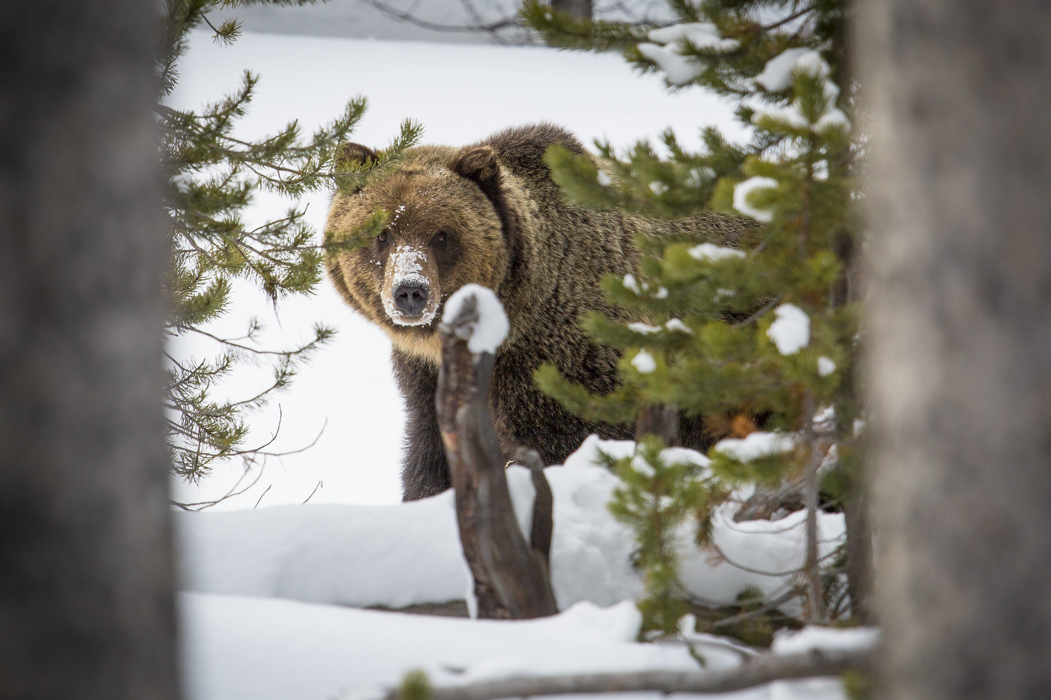 a grizzly looks through the trees in a close encounter.