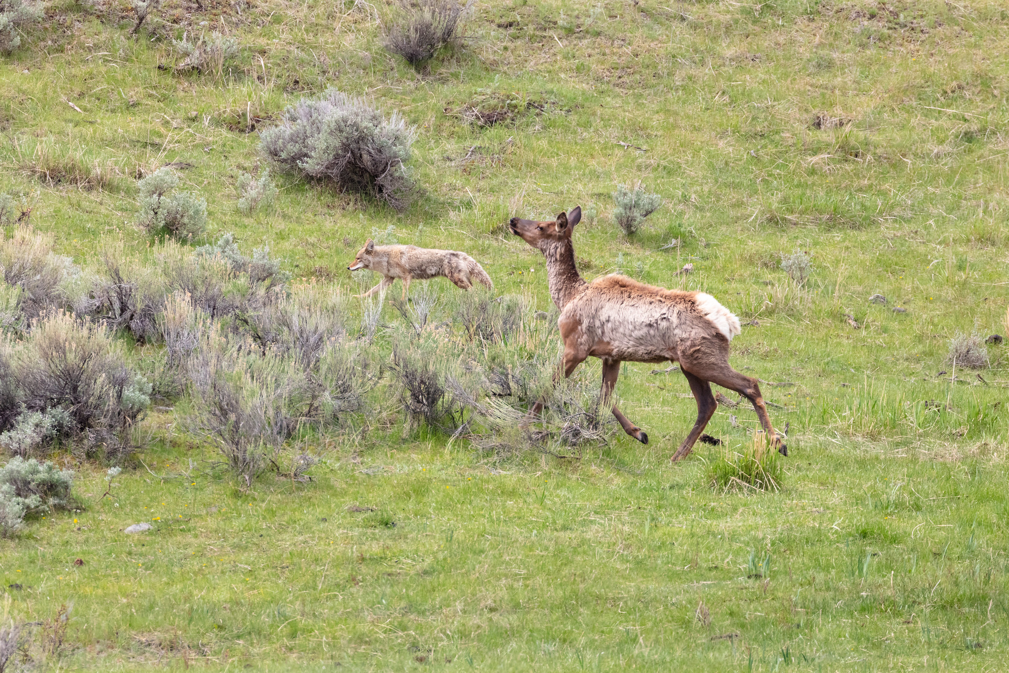 cow elk chases off a coyote