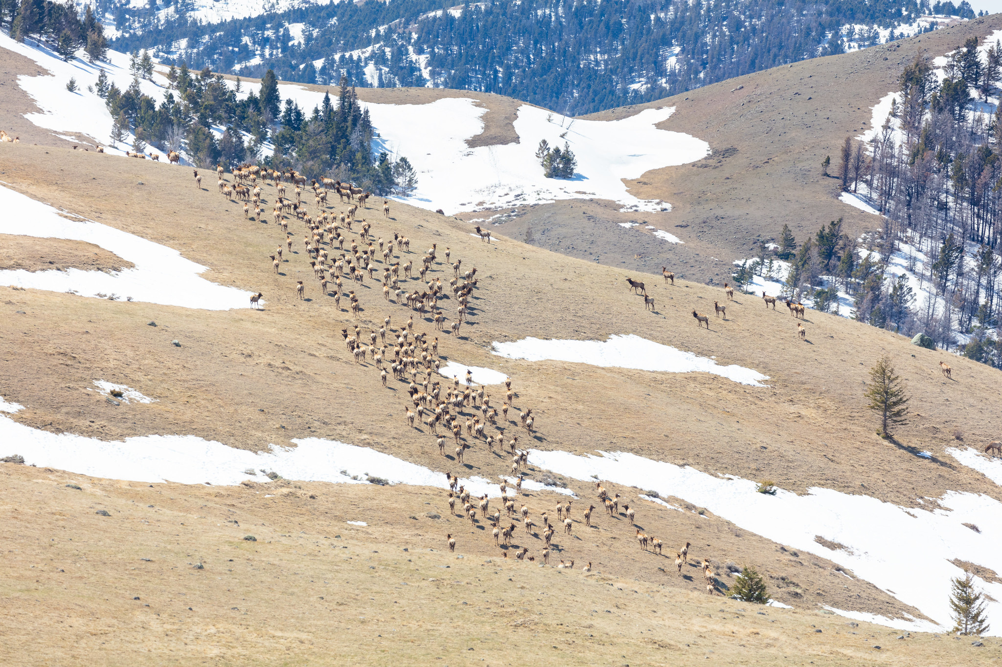 a giant elk herd in yellowstone