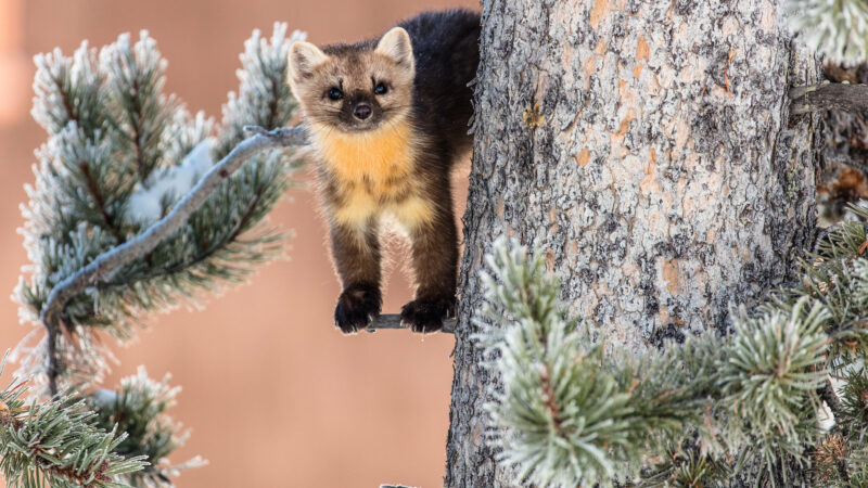 11 Incredible Wildlife Photos from Yellowstone National Park