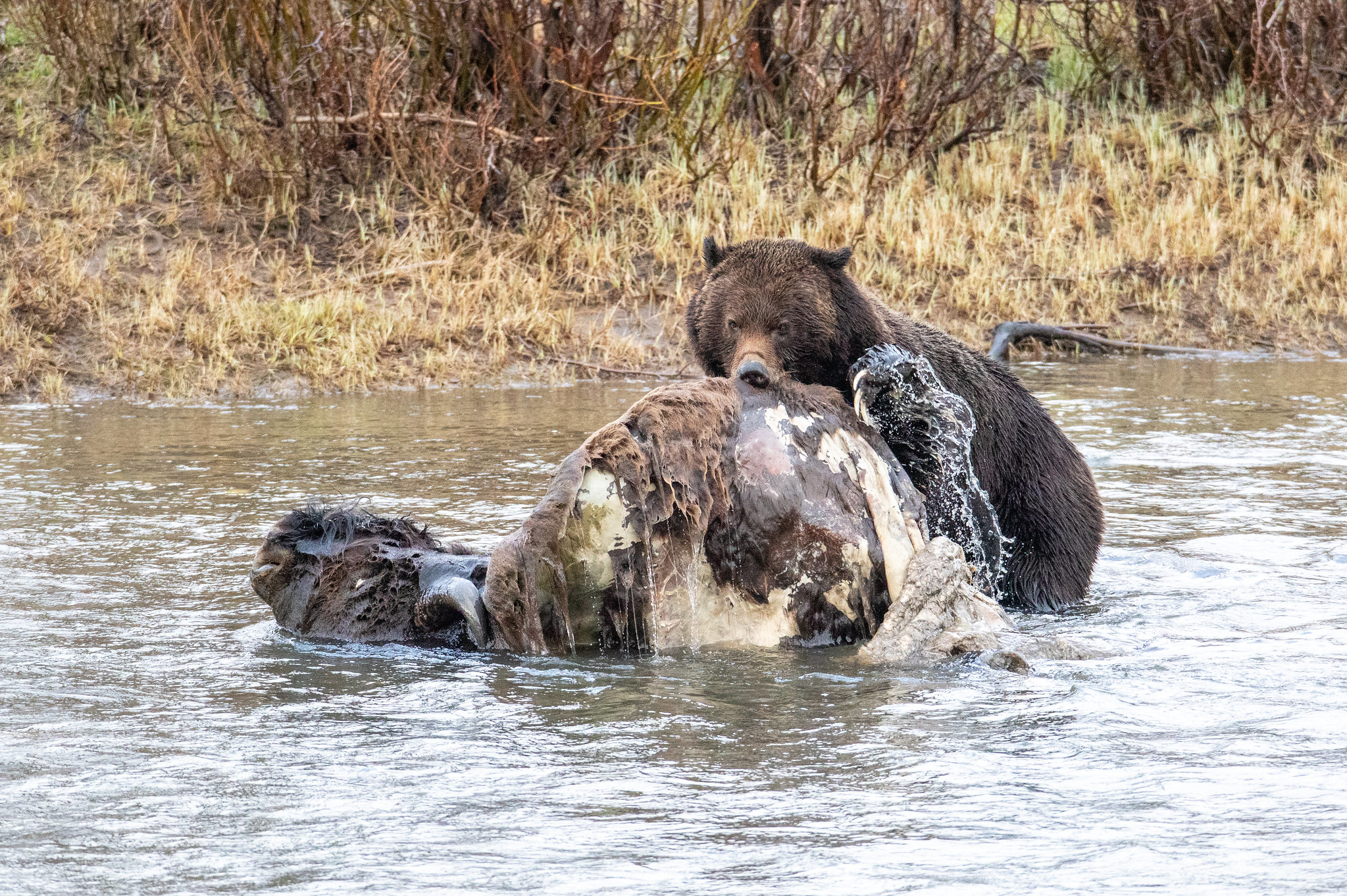 A bear flips over a bison carcass.