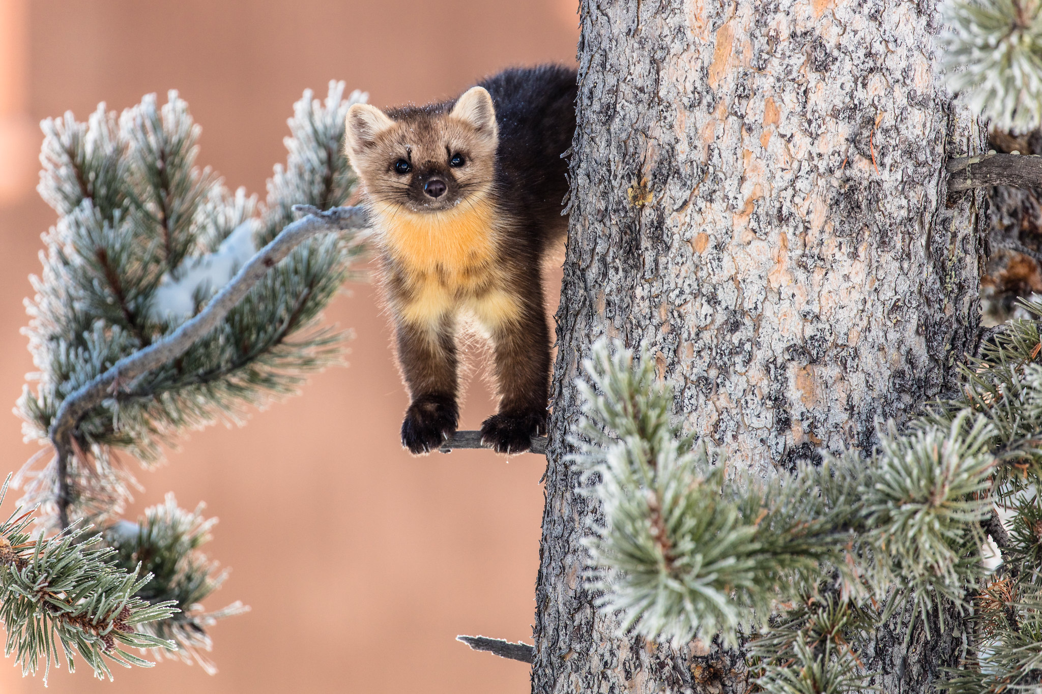 a marten on a pine