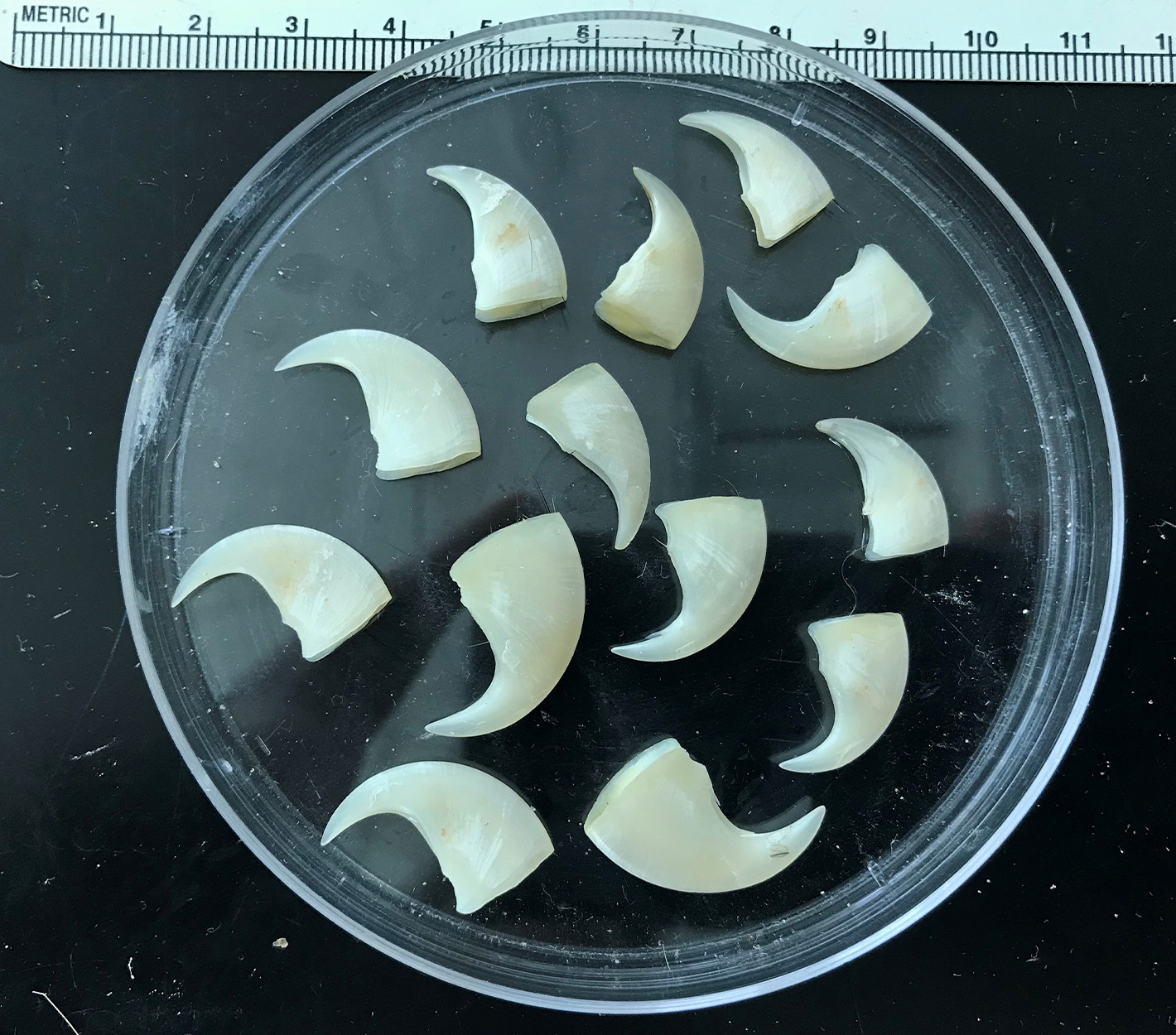 Bobcat claws found inside a Florida python.