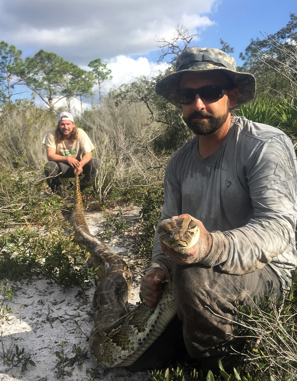 A python tracker with a male "scout snake" in Florida.