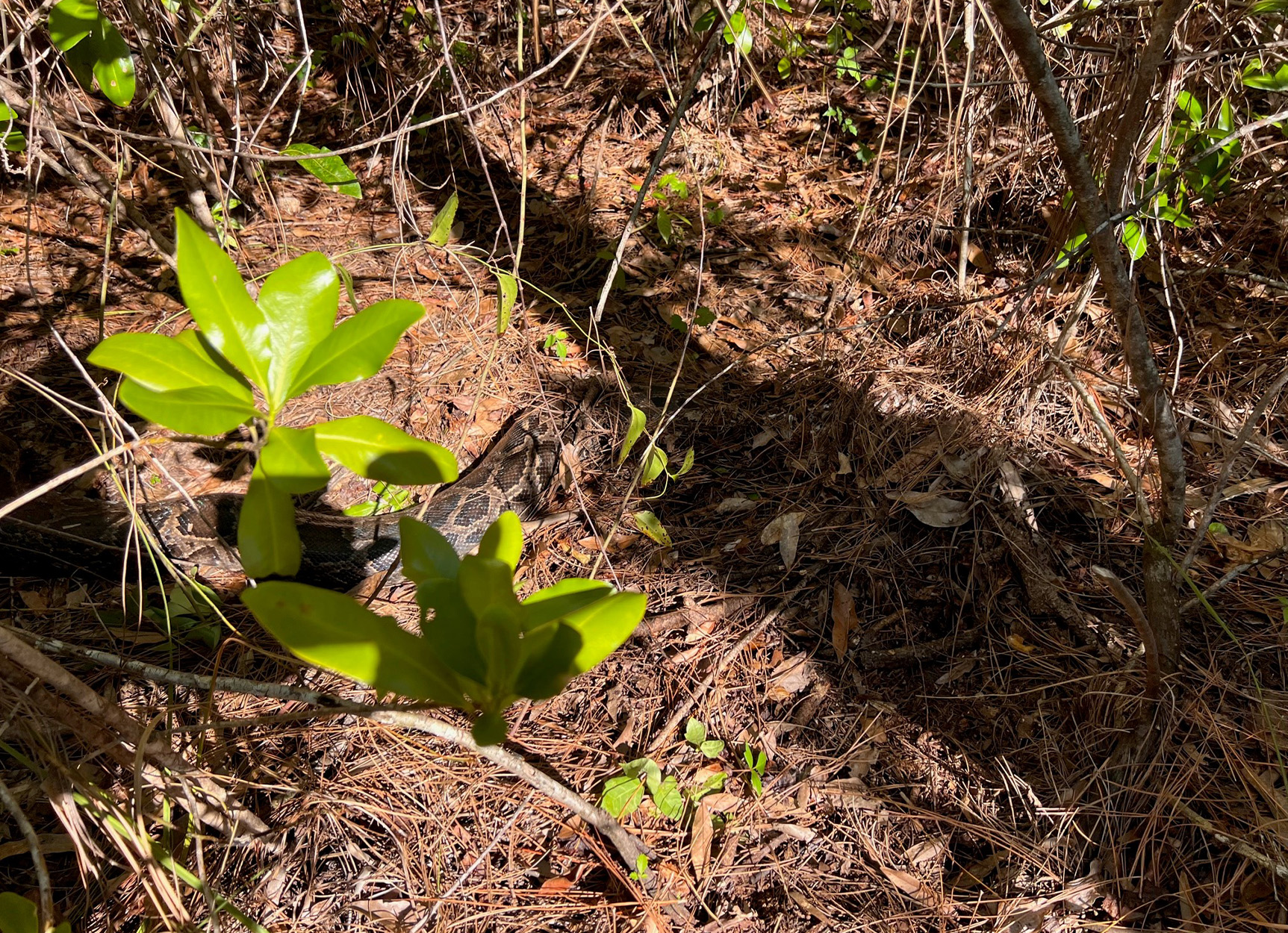 A dead python buried in pine needles.