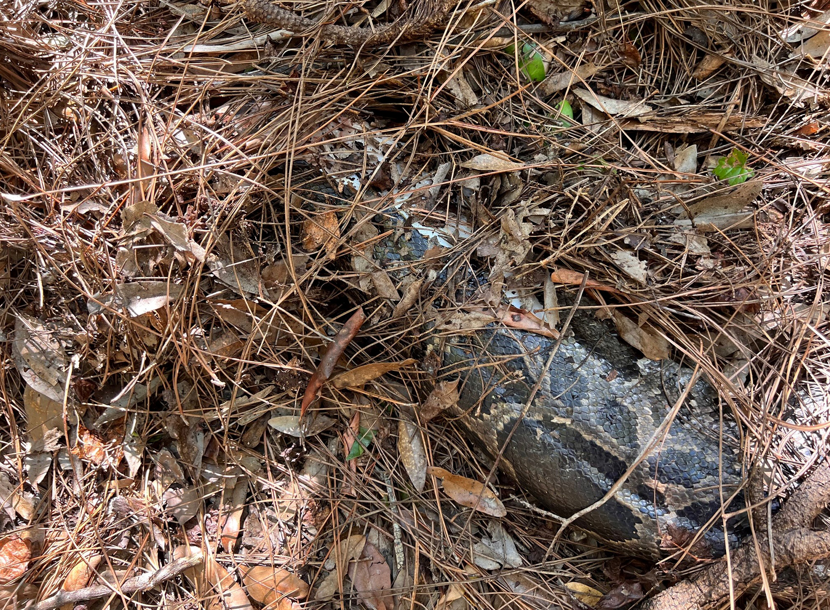 A closer look at a dead python buried in pine needles.