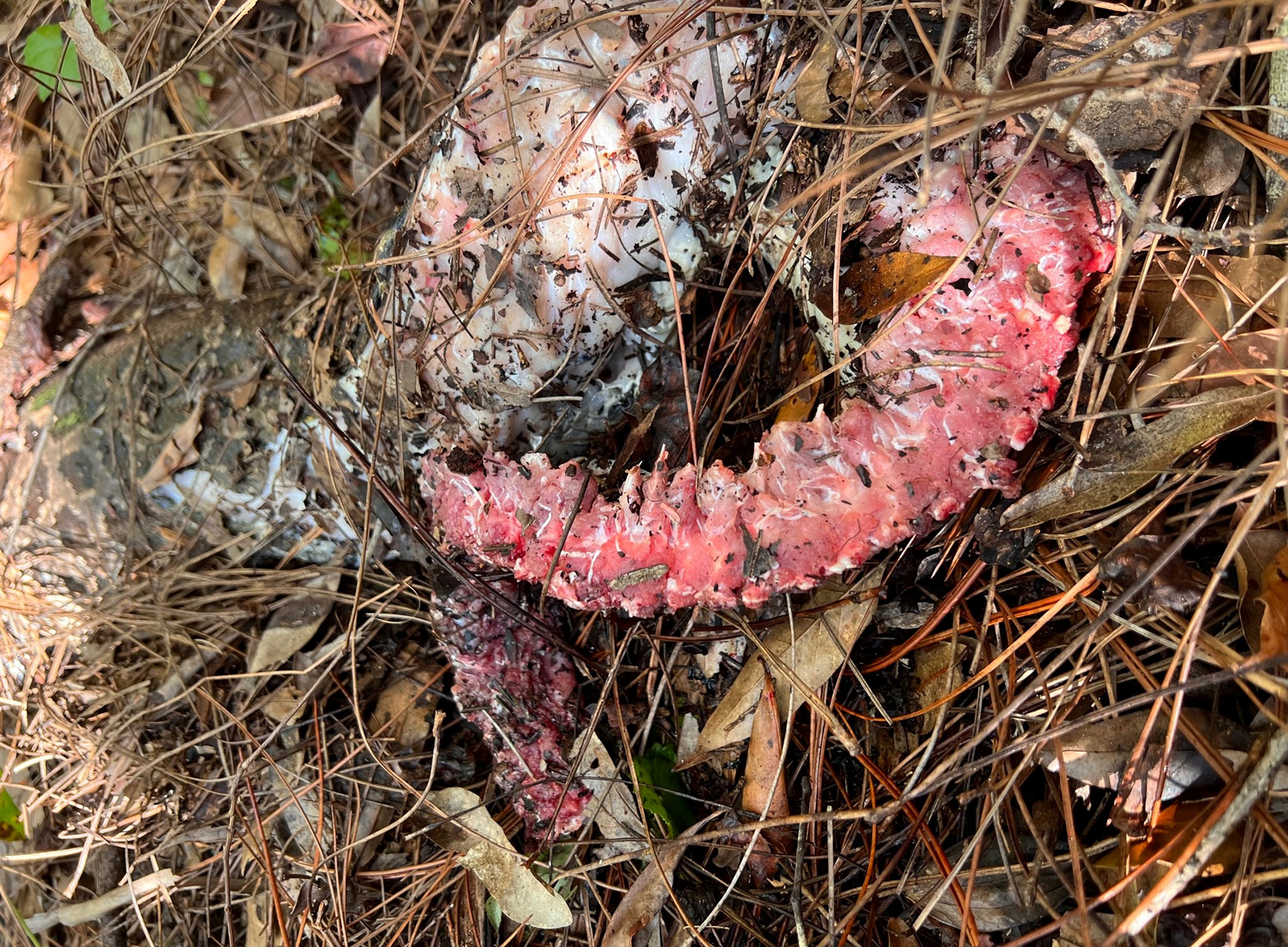 A python's neck after being chewed on by a bobcat.
